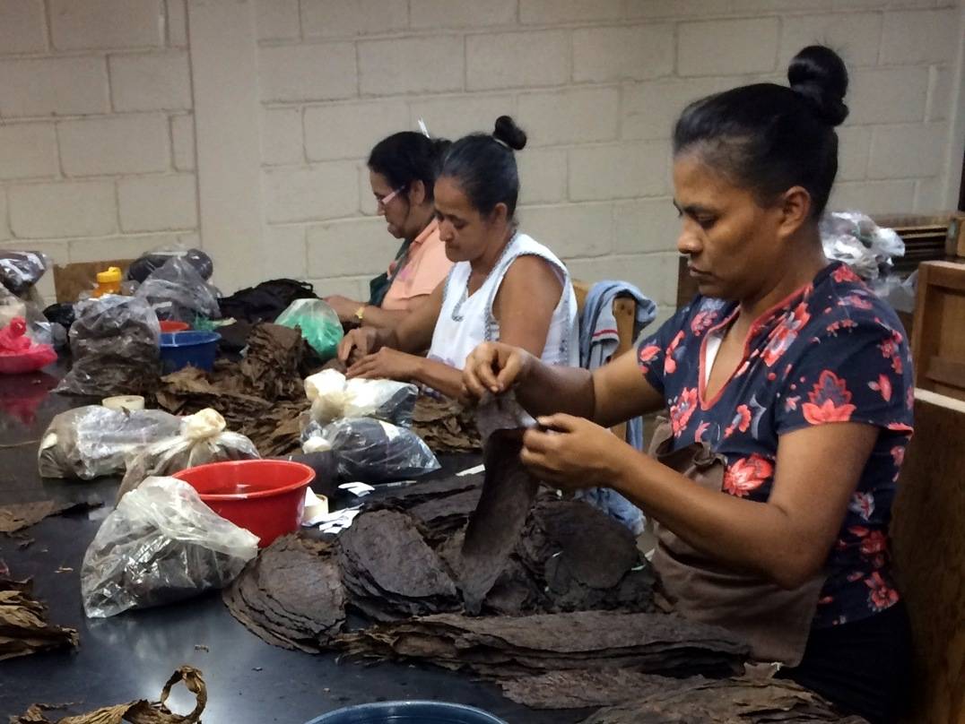 Workers sort tobacco leaves at a cigar factory in Nicaragua